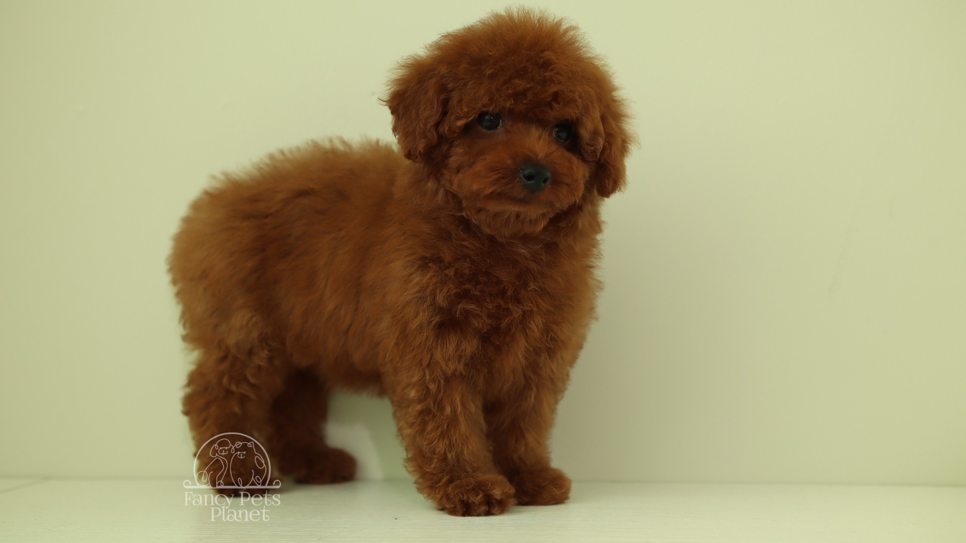 LouLou cherry red Toy poodle