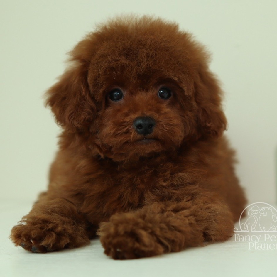 MARCEL – DEEP RED TOY POODLE
