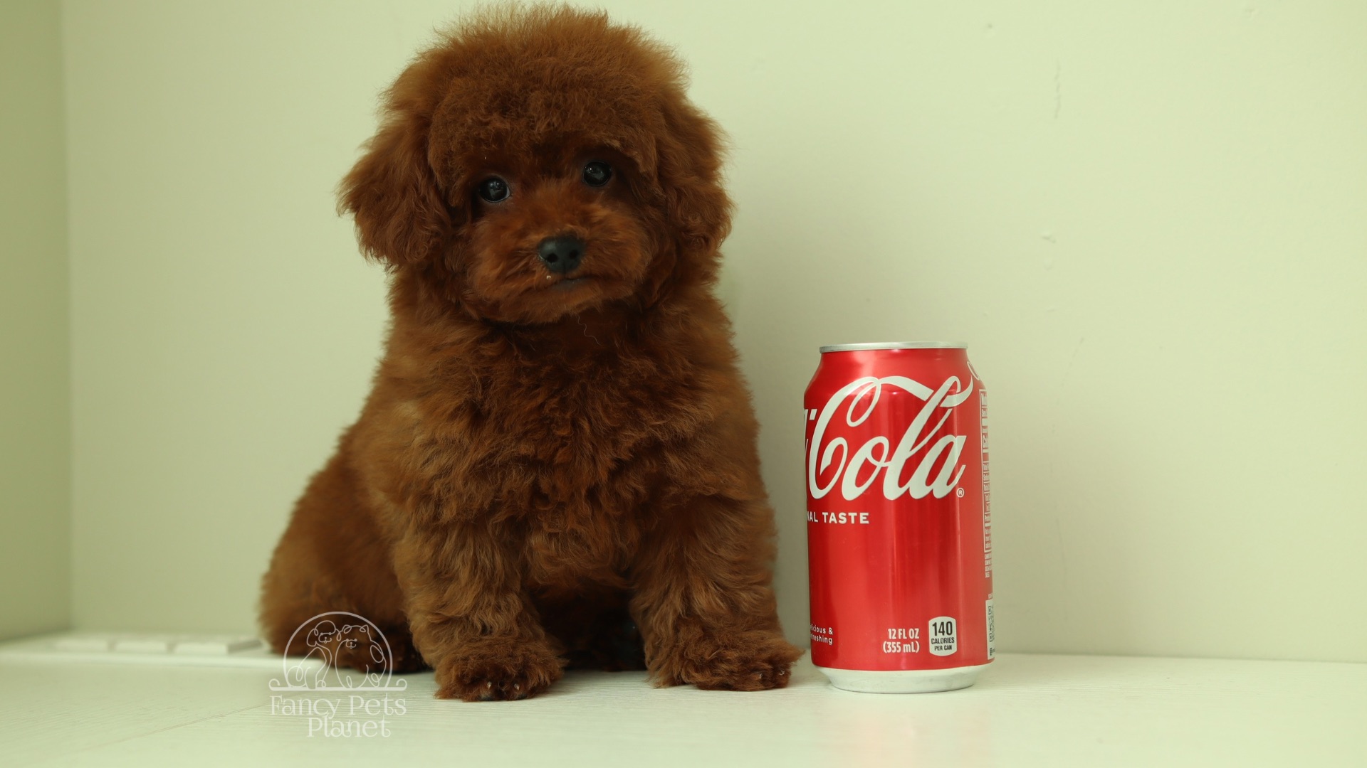 MARCEL – DEEP RED TOY POODLE