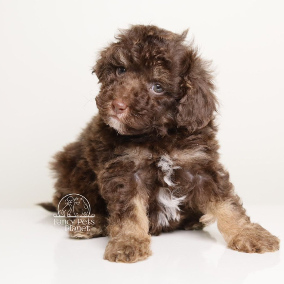 LUCIAN — CHOCOLATE PHANTOM MALE WITH WHITE POINTS