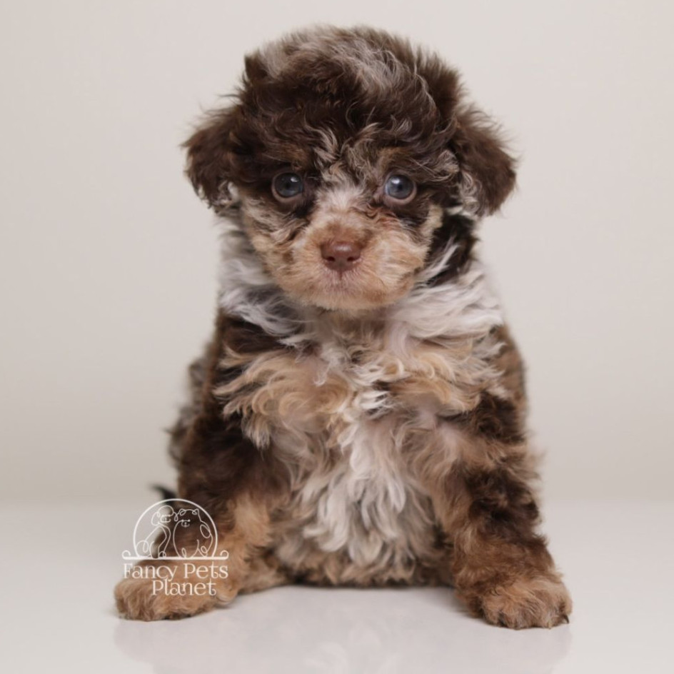 LINDSEY — DARK CHOCOLATE MERLE
