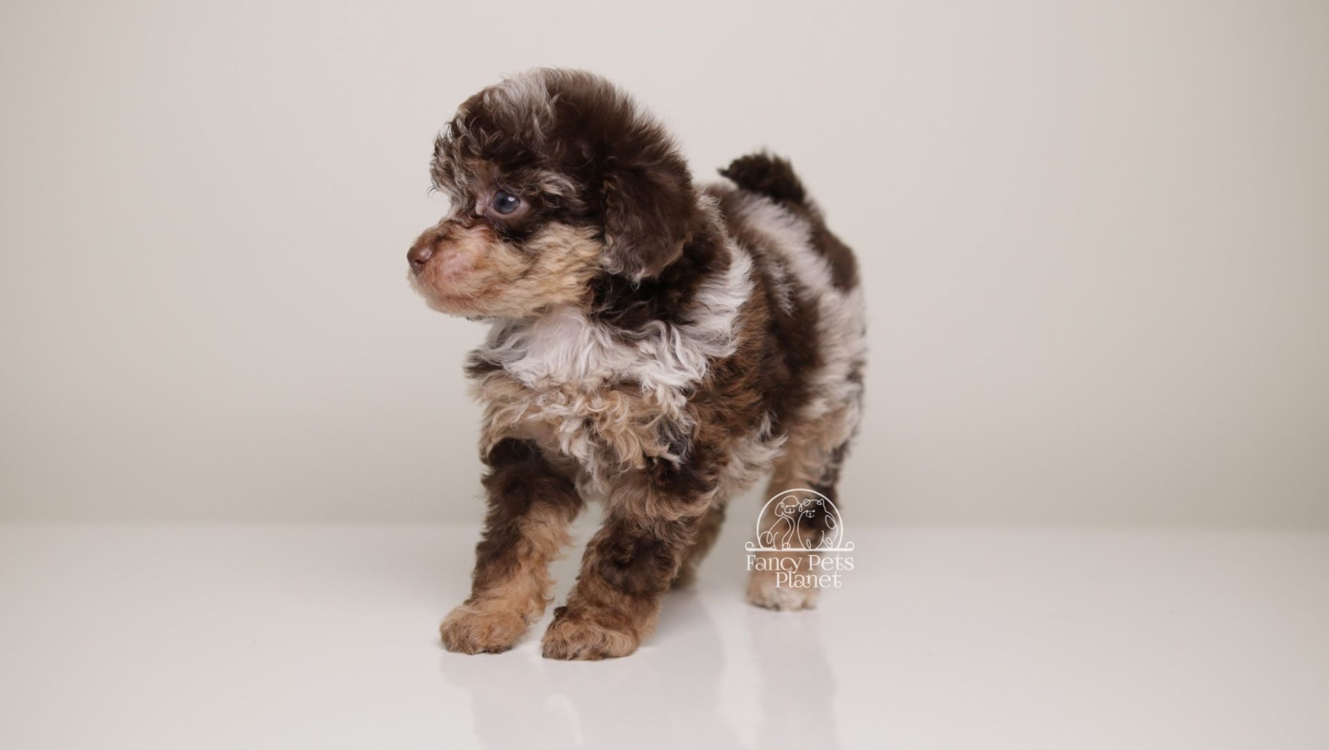 LINDSEY — DARK CHOCOLATE MERLE