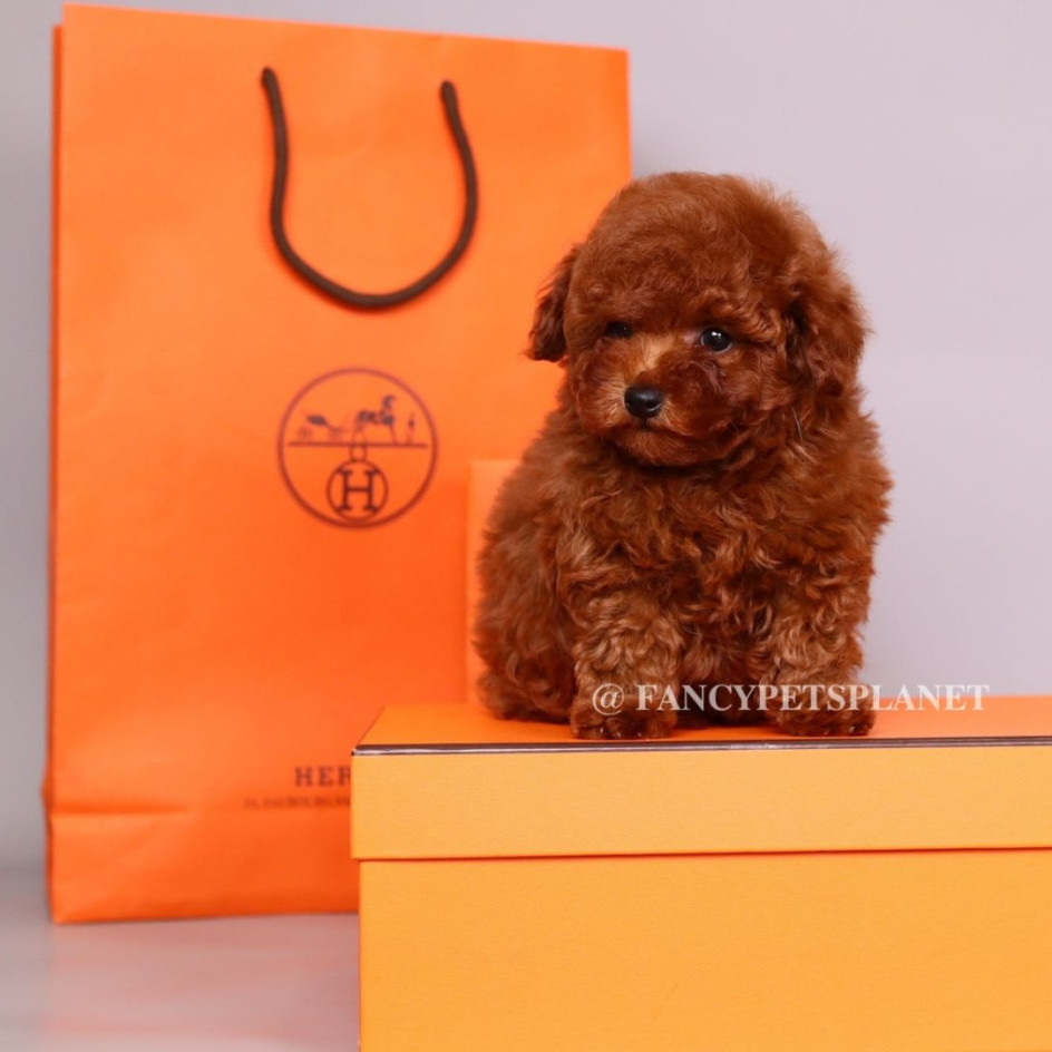 HERMES 
