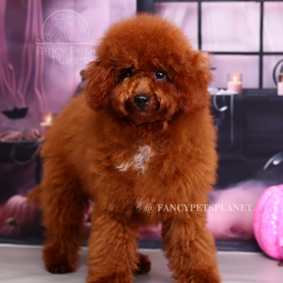 Onyx 