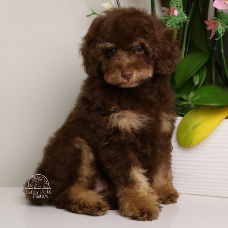 LEONARD — Green eyed Chocolate Phantom