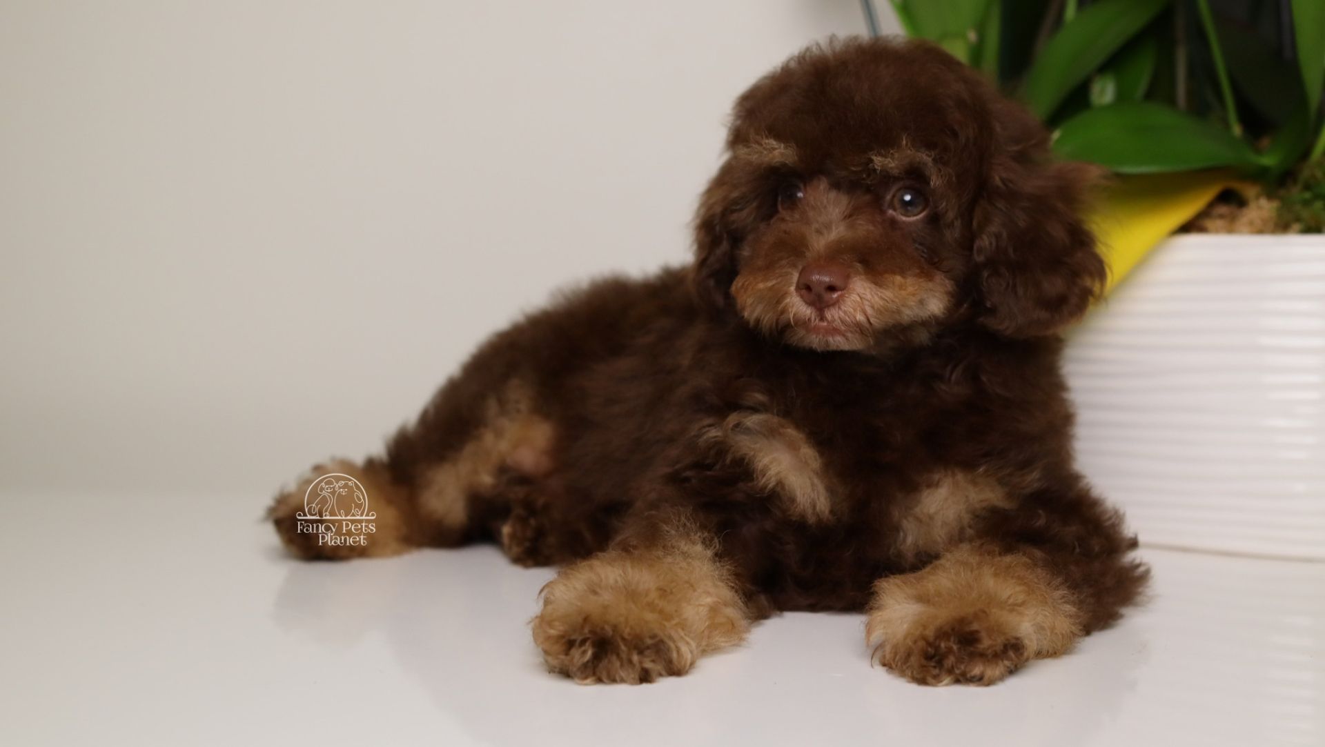 LEONARD — Green eyed Chocolate Phantom