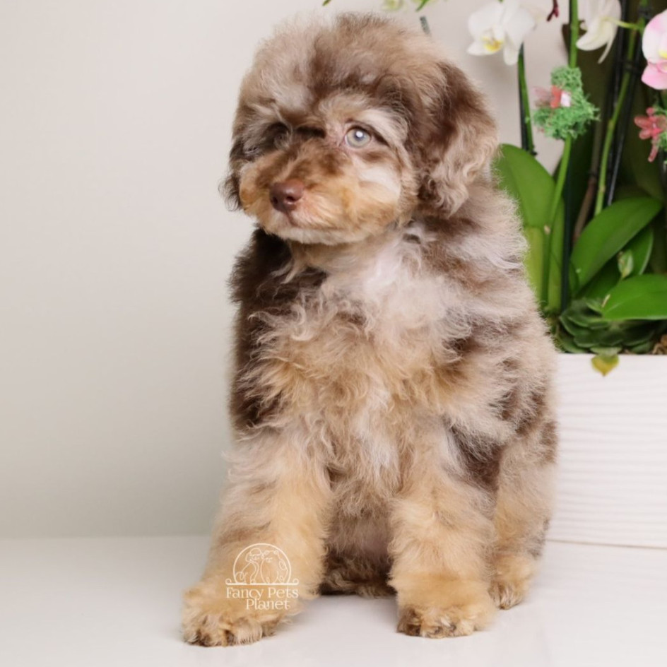 LUCILE — CHOCOLATE MERLE