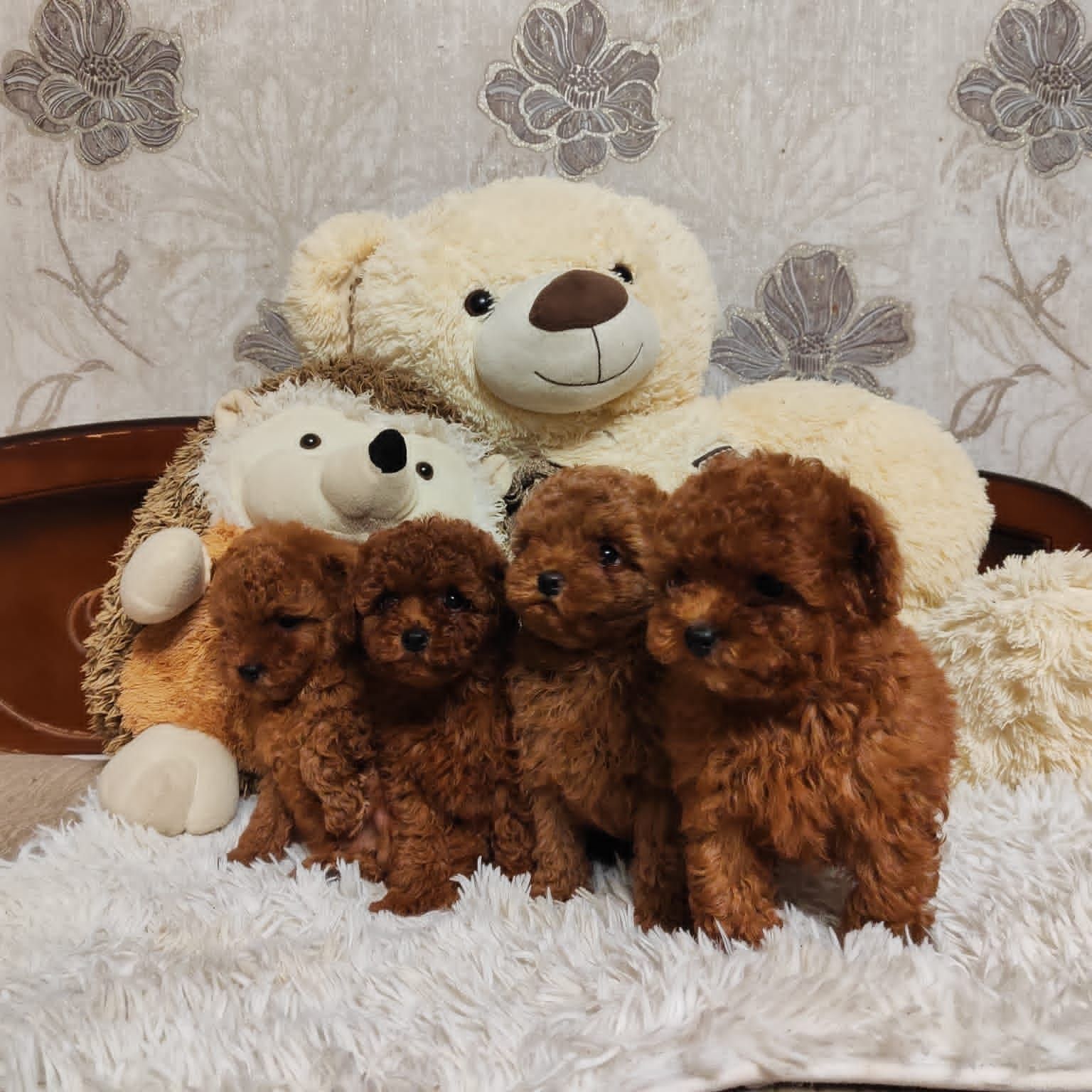 NEW ARRIVALS 