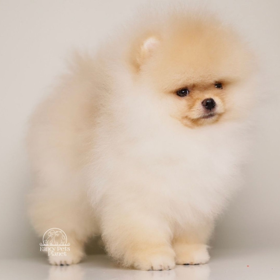 SKY – TINY CREAM POM 