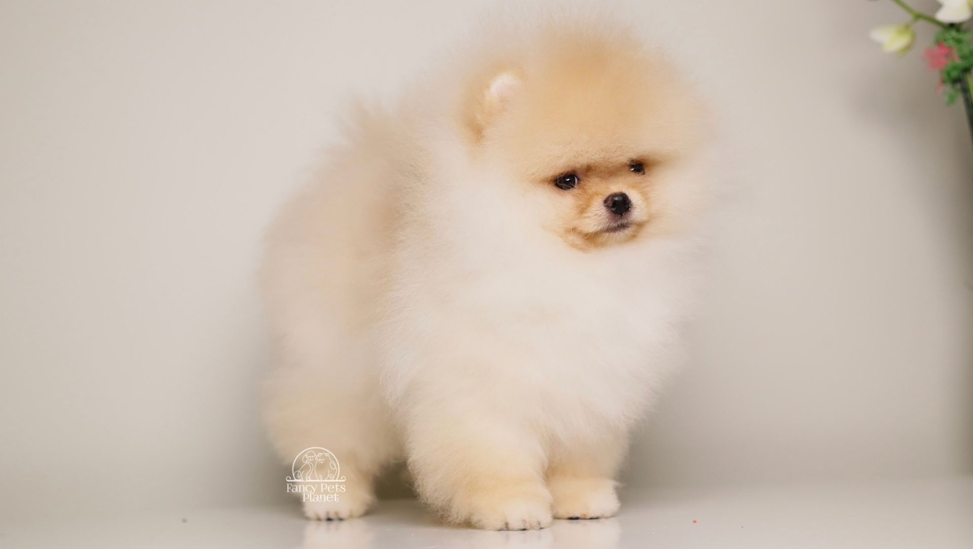 SKY – TINY CREAM POM 