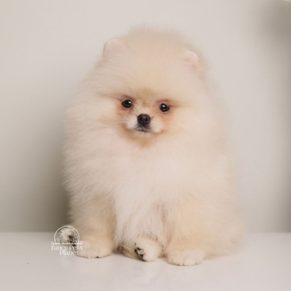 REINA – TINY Teacup  Pomeranian