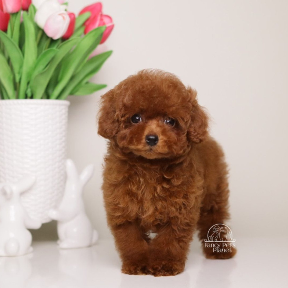 Toy Poodle