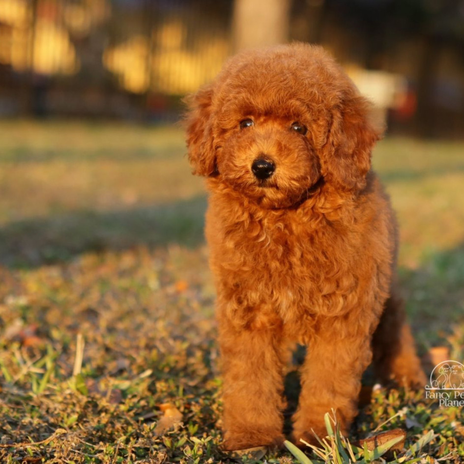 NALA – RED AKC MINIATURE POODLE