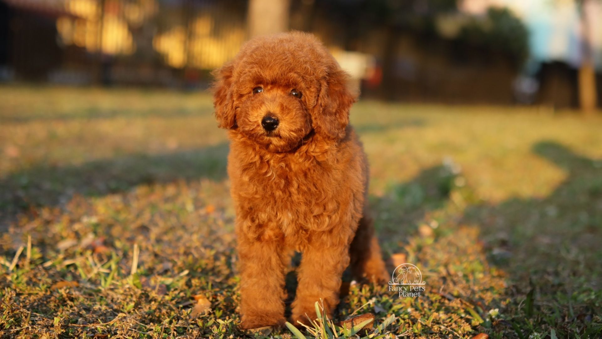 NALA – RED AKC MINIATURE POODLE