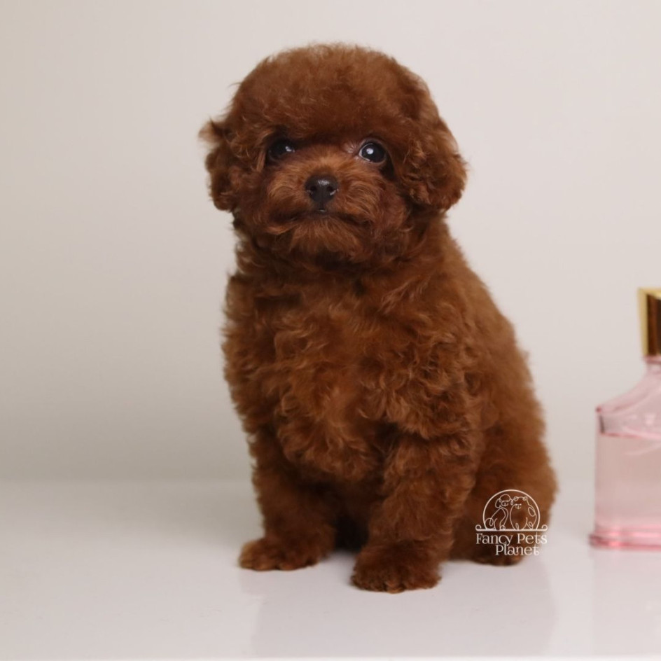 TINY TEACUP MING – MAHOGANY RED TOY 