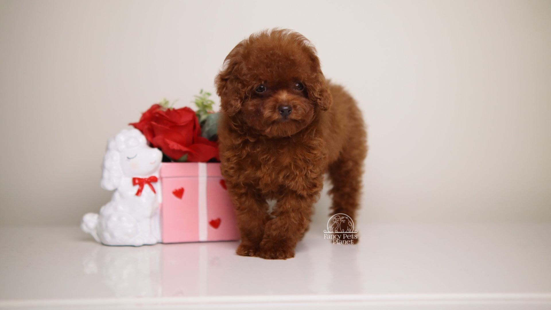 TINY TEACUP MING – MAHOGANY RED TOY 