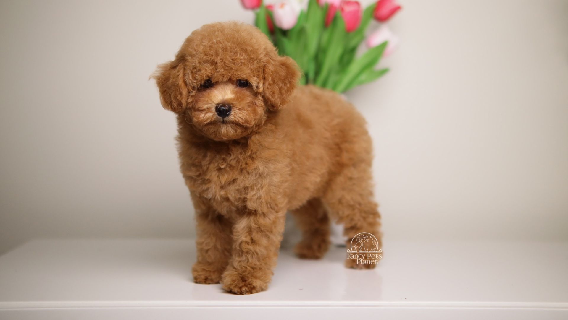 Simba Toy-Mini Apricot AKC Poodle