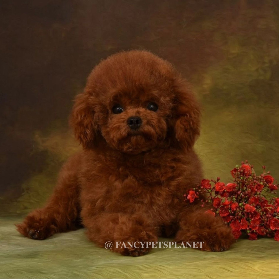 DUCHESS 