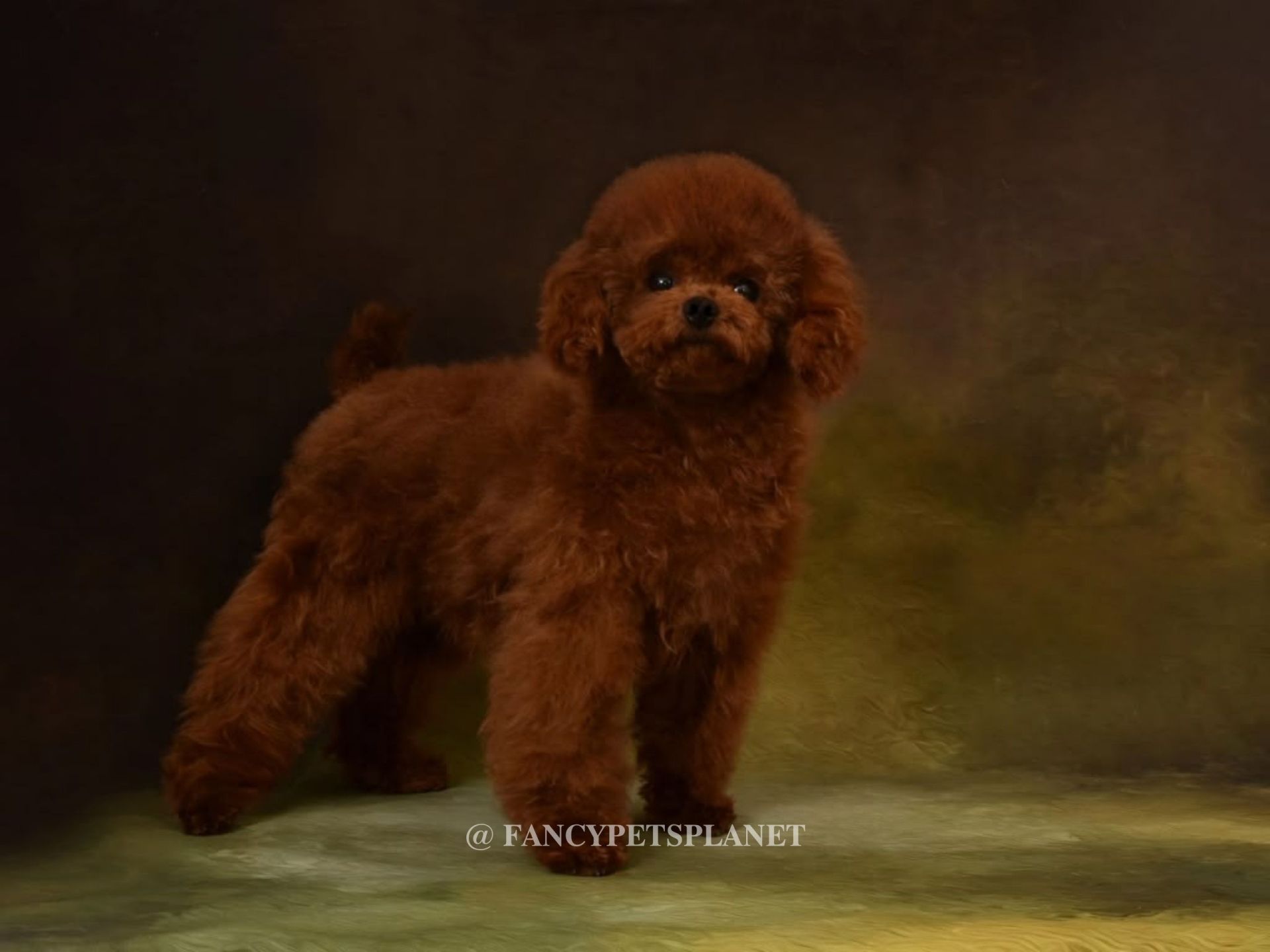 DUCHESS 