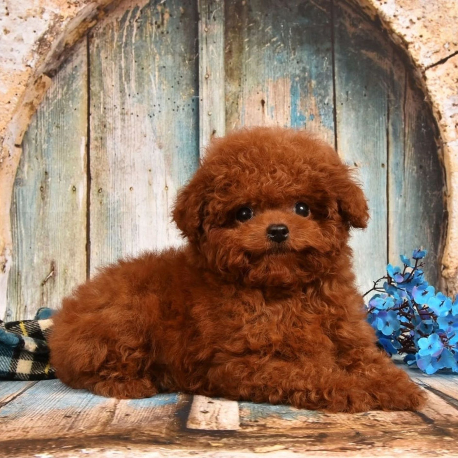 PRECIOUS 