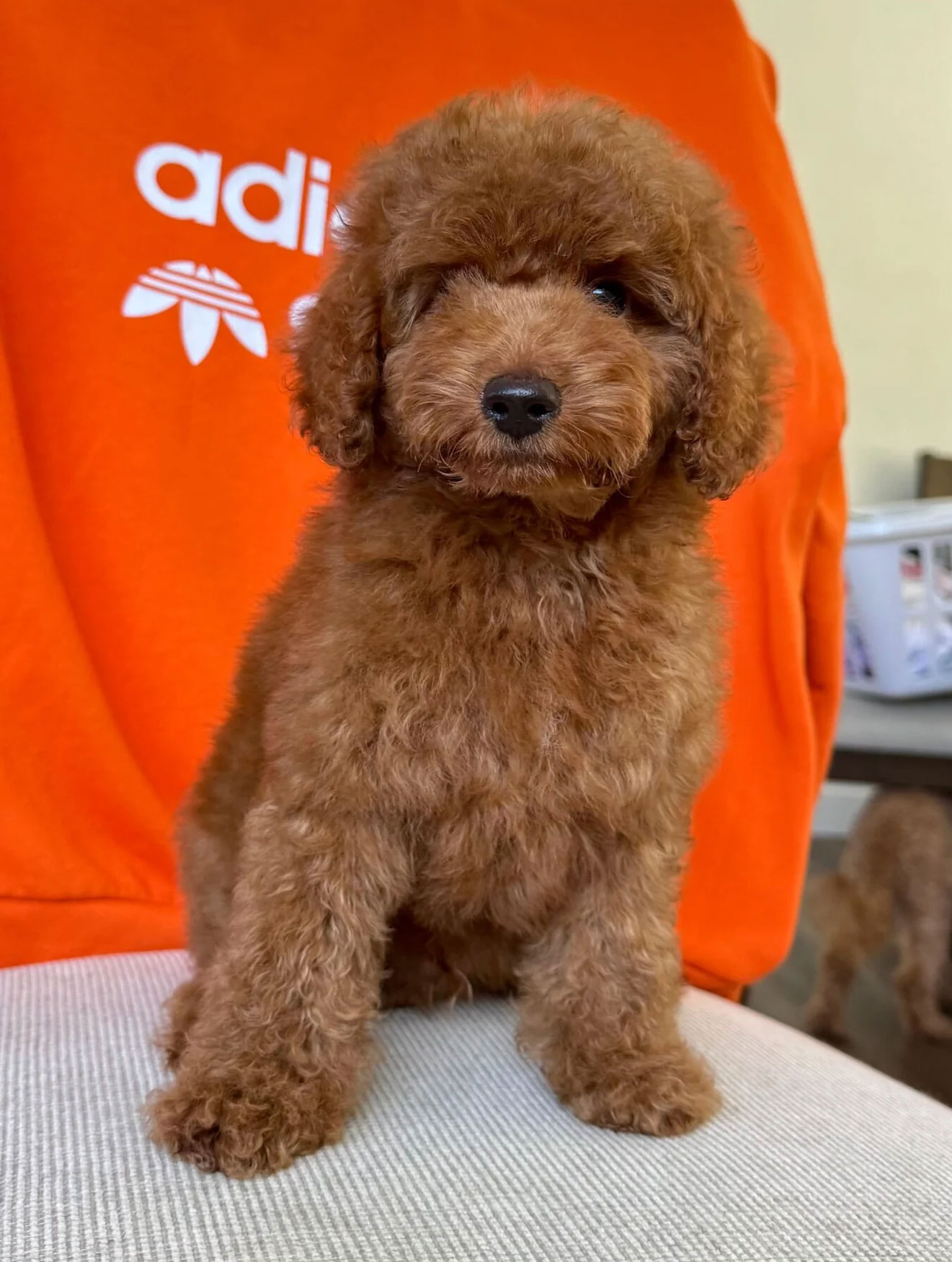 Bobby