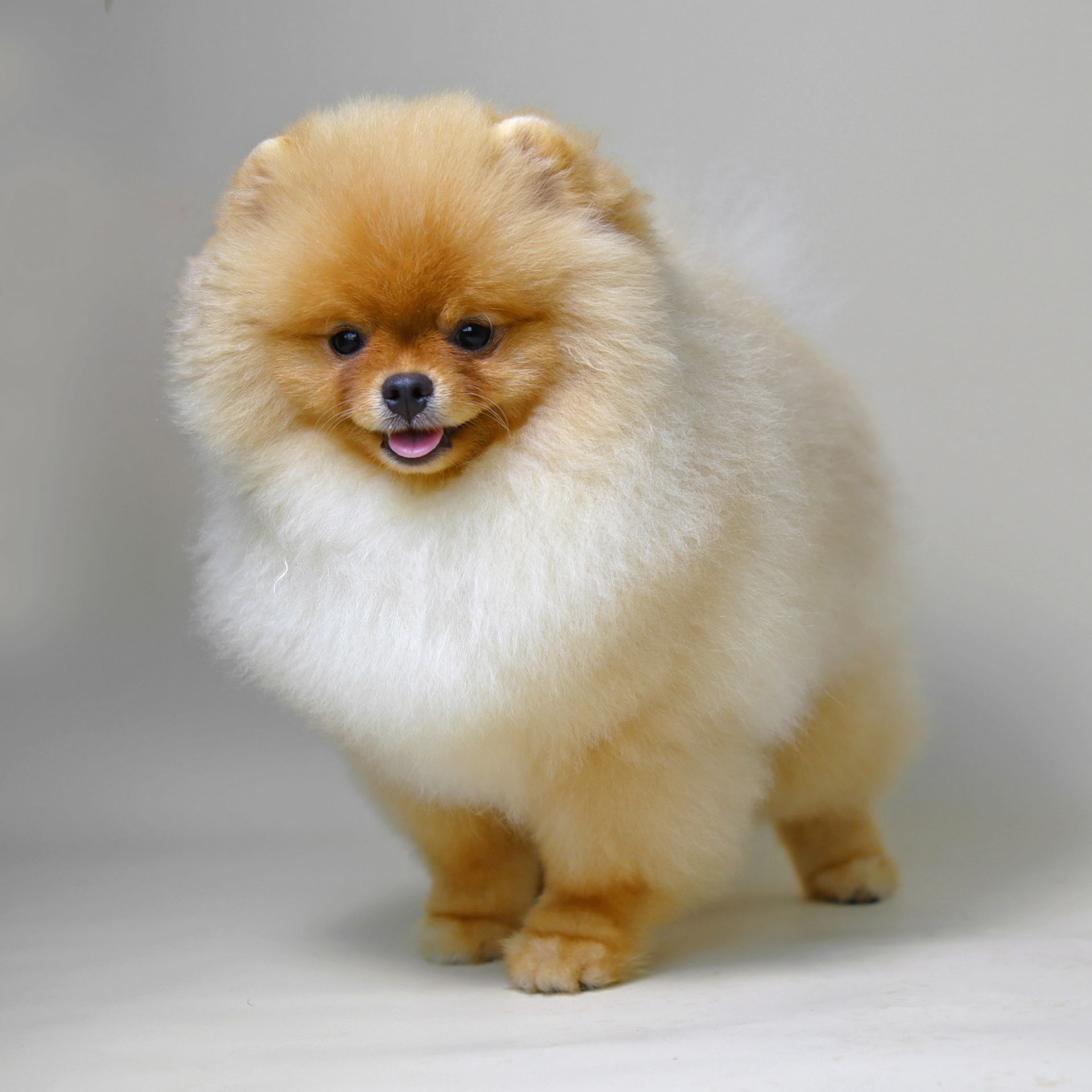 ROXY